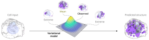 integratedcell probabilisticmodel 4 orig