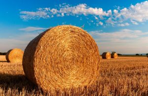 Agriculture
