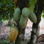 cacao trees