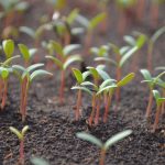 seed innovation food security