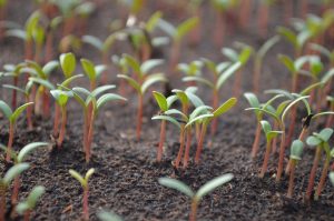 seed innovation food security