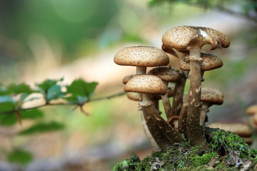 Mydecine has Breakthrough Discovery in Medicinal Mushrooms