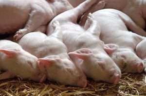 piglet-1639587_1280