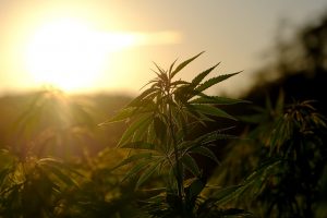 Dewey Scientific Raises $3.2M for Cannabis Innovation