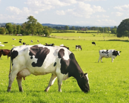 Alabama Patent of the Month – February 2026