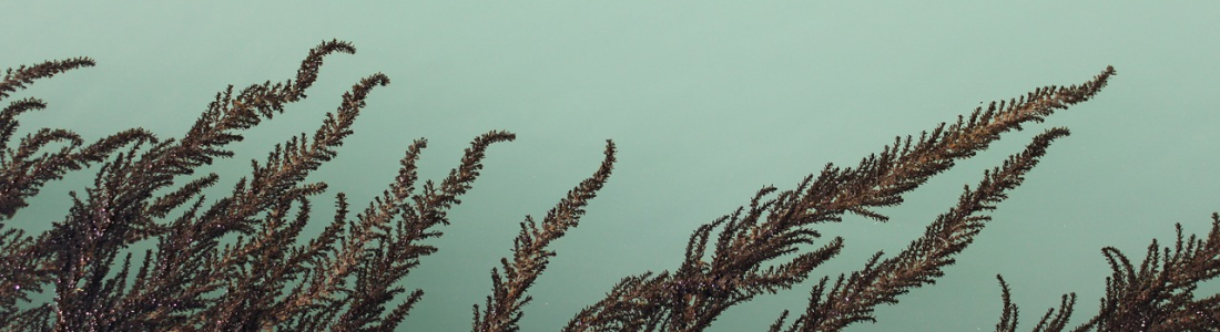 Shloop Inc. Launches Algae-Based Sustainable R&D Tax Credit