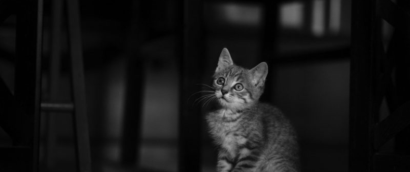 Minnesota Patent of the Month – January 2022