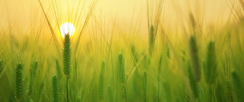 California Patent of the Month – April 2025