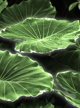 Plant Biosensors Identifying Health Issues In Your Home