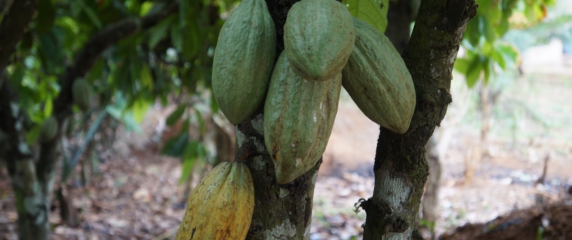 Benson Hill And Mars Inc Have Developed Technology To Protect The Cacao Tree