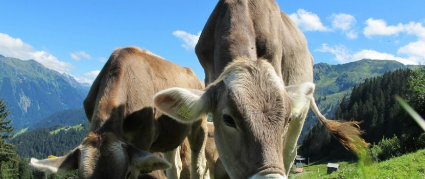UVM to Research Seaweed for Organic Dairy Cows