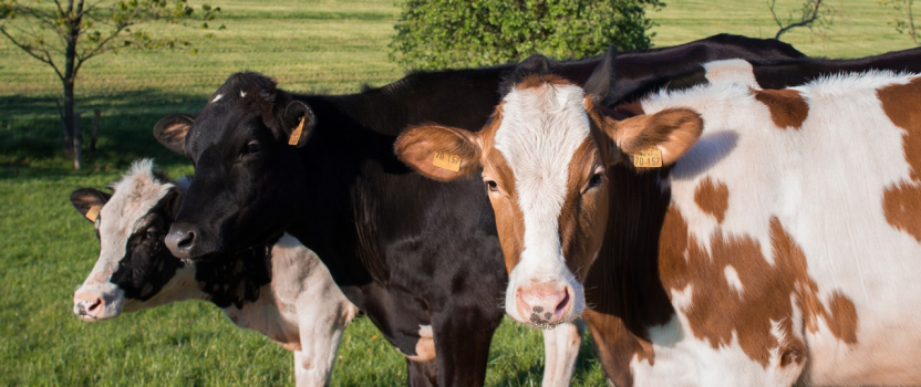 Borden Dairy Company Makes a Comeback with a New R&D Center