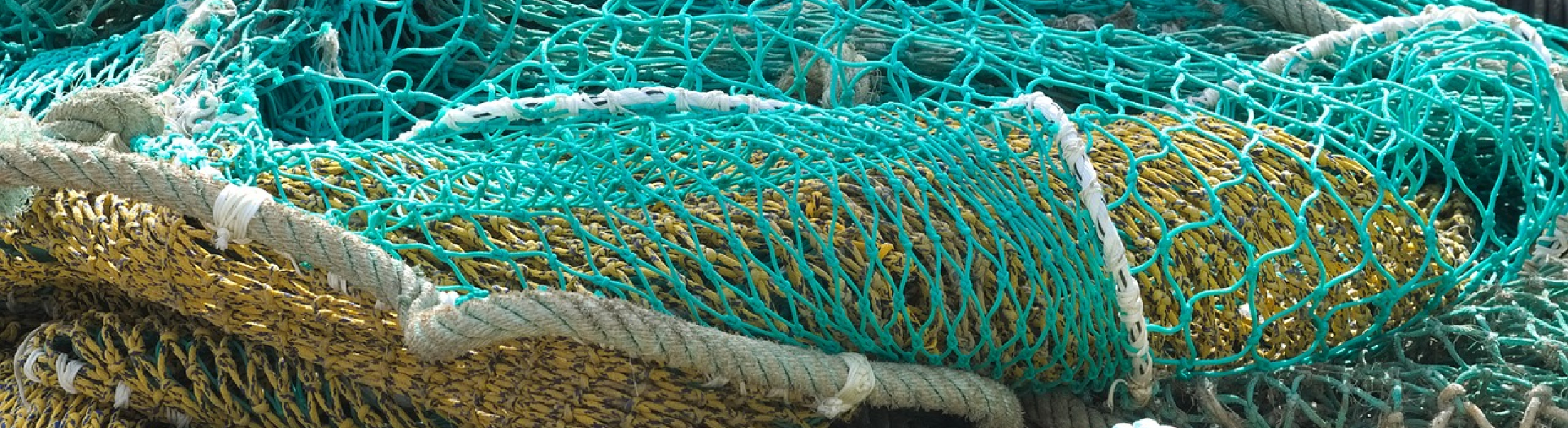 Genetically Engineered Salmon As A Sustainable Fishing Solution ...