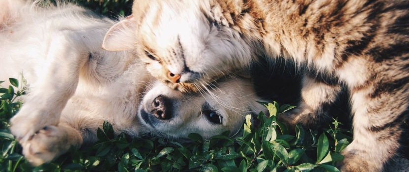 ViaGen’s Cloning Service For Beloved Pets