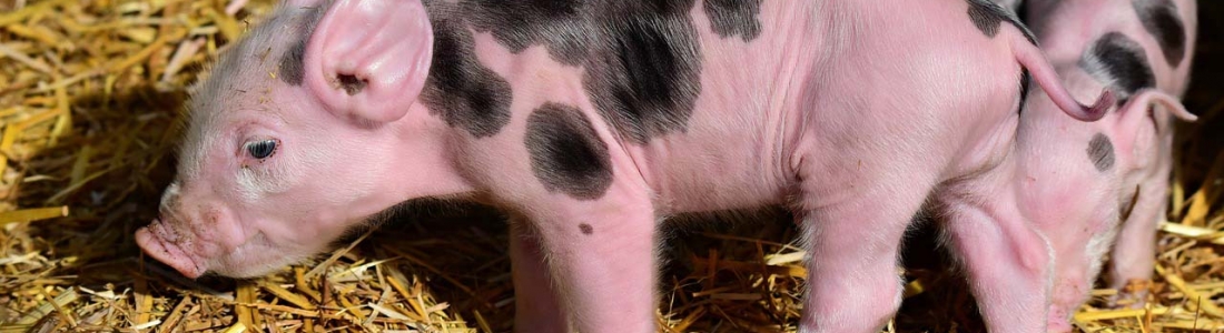 Research in Missouri Leads To Production Of Virus Resistant Pigs