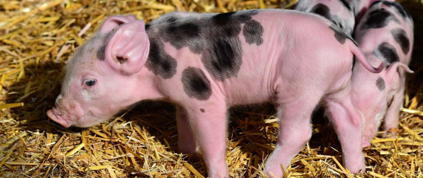 Research in Missouri Leads To Production Of Virus Resistant Pigs