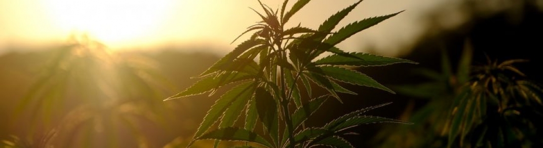 Lightshade Adjust Lights to Enhance Cannabis Yield