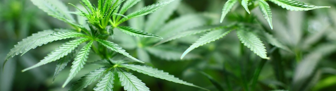 Maridose LLC is in the Final Stages of Federal License to Grow Cannabis for Medical Research
