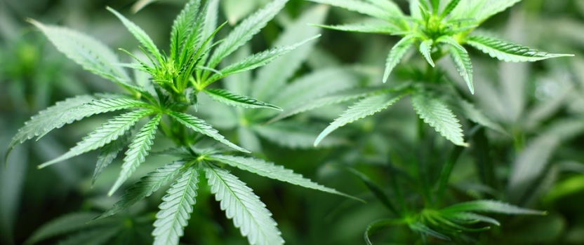 Maridose LLC is in the Final Stages of Federal License to Grow Cannabis for Medical Research