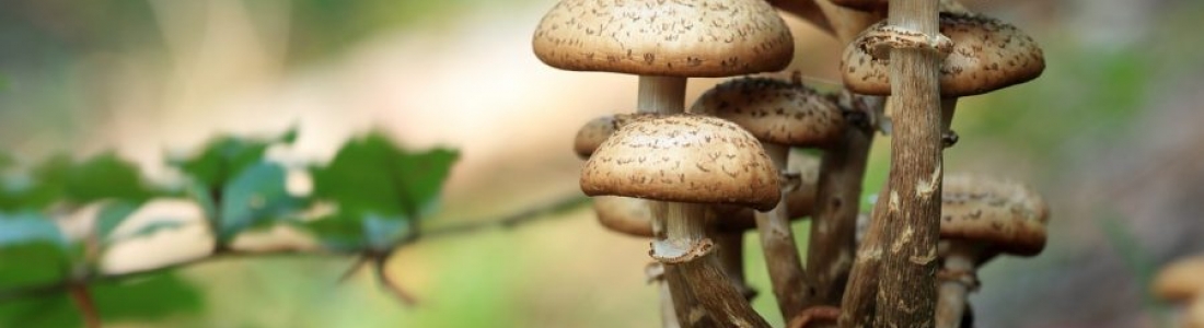 Mydecine has Breakthrough Discovery in Medicinal Mushrooms