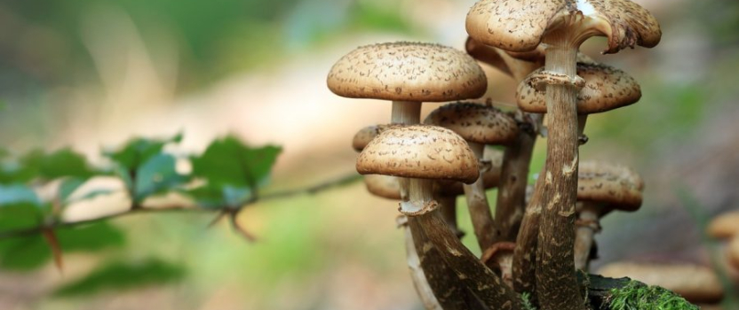 Mydecine has Breakthrough Discovery in Medicinal Mushrooms