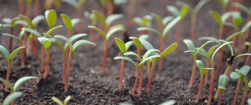 Seed Innovation Crucial For Future Food Production