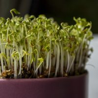 Phagelux AgriHealth Announces Phagelux Animal Health