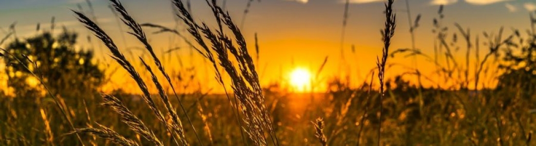 BASF Committed to Hybrid Wheat