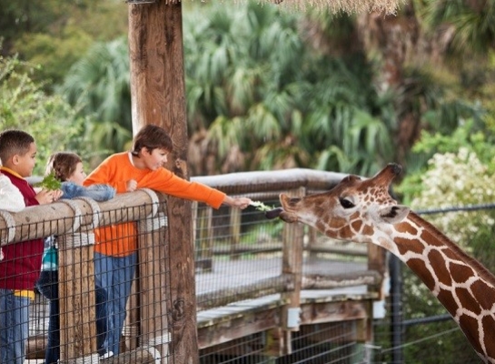 Zoos and Wildlife